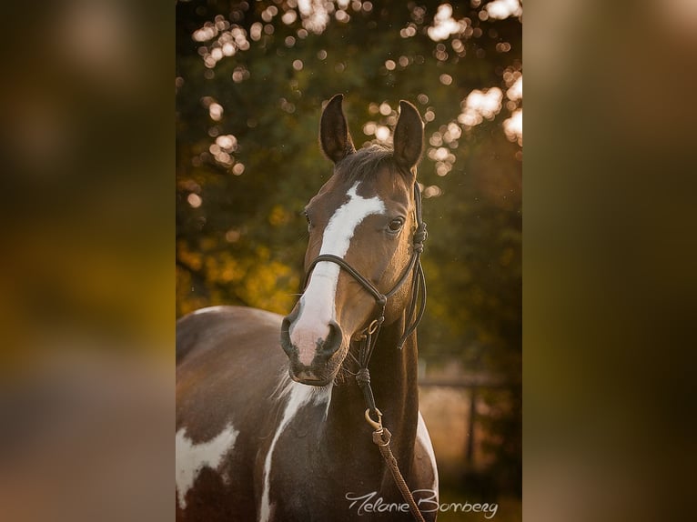 Pintos Stute 16 Jahre 152 cm in Holle