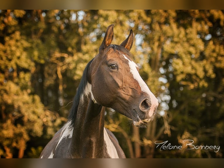 Pintos Stute 16 Jahre 152 cm in Holle