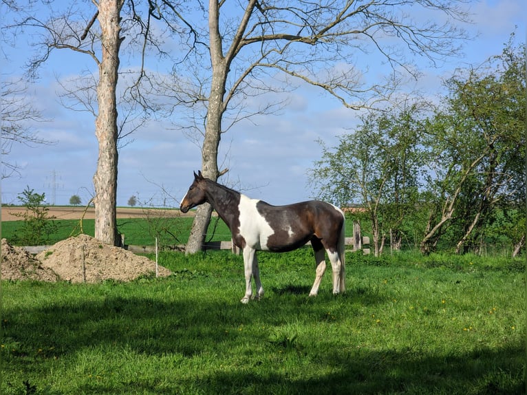 Pintos Stute 16 Jahre 152 cm in Holle