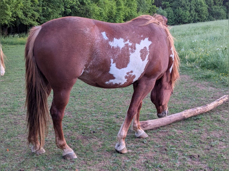 Pintos Mix Stute 16 Jahre 154 cm Overo-alle-Farben in Schonungen