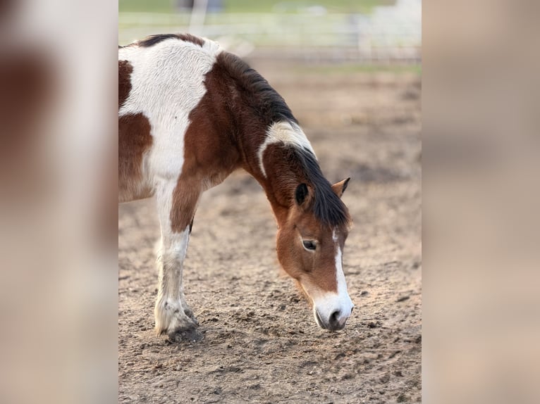 Pintos Mix Stute 17 Jahre 140 cm Schecke in Mochl