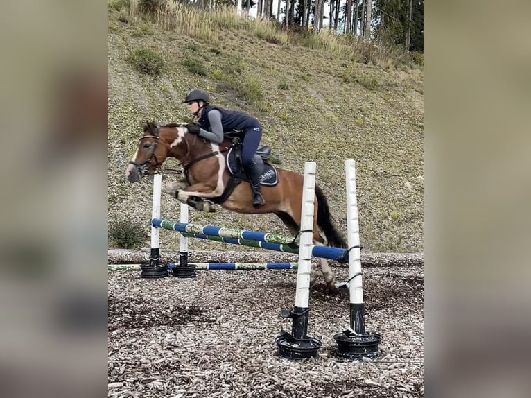 Pintos Mix Stute 17 Jahre 140 cm Schecke in Mochl