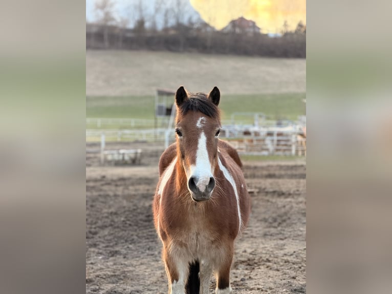 Pintos Mix Stute 17 Jahre 140 cm Schecke in Mochl