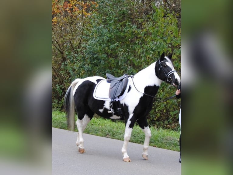 Pintos Mix Stute 18 Jahre 145 cm Schecke in Ursberg