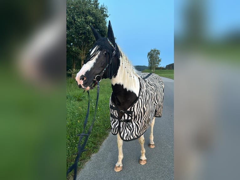 Pintos Mix Stute 18 Jahre 145 cm Schecke in Ursberg