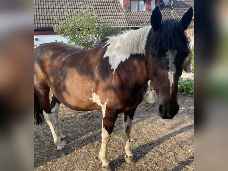 Pintos Stute 18 Jahre 150 cm Schecke in Norderstedt