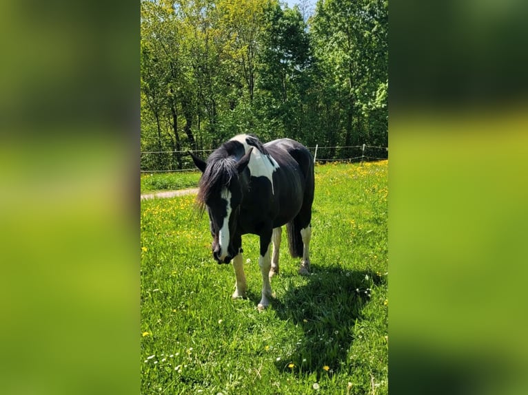 Pintos Mix Stute 18 Jahre 150 cm Schecke in HaibachHaibach