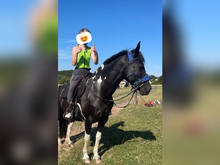 Pintos Mix Stute 18 Jahre 150 cm Schecke in HaibachHaibach