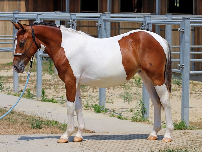 Pintos Mix Stute 1 Jahr 132 cm Schecke in Pér
