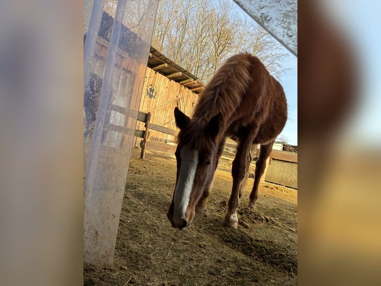 Pintos Mix Stute 1 Jahr 135 cm Fuchs in Drolshagen