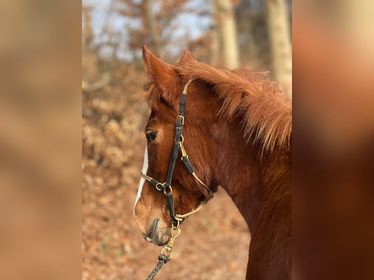 Pintos Mix Stute 1 Jahr 135 cm Fuchs in Drolshagen