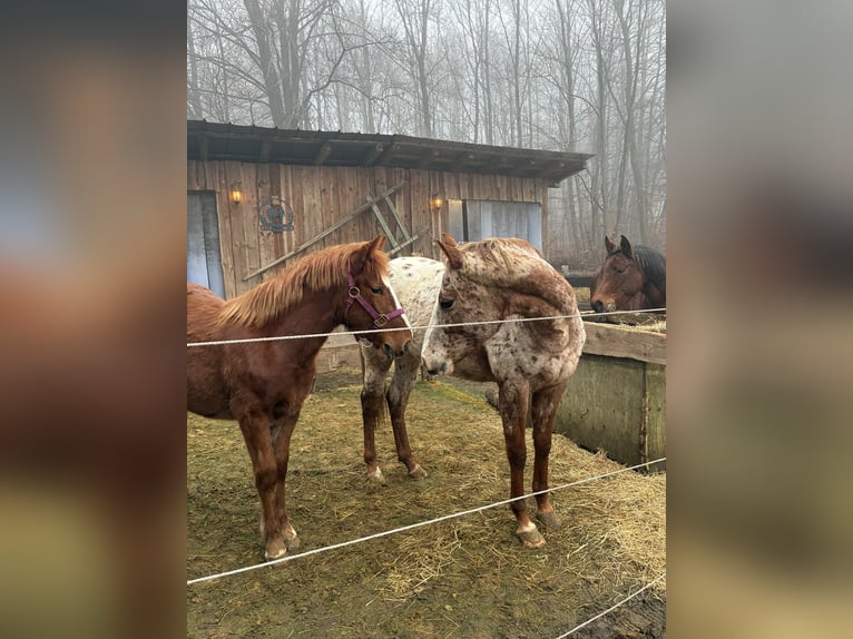 Pintos Mix Stute 1 Jahr 135 cm Fuchs in Drolshagen