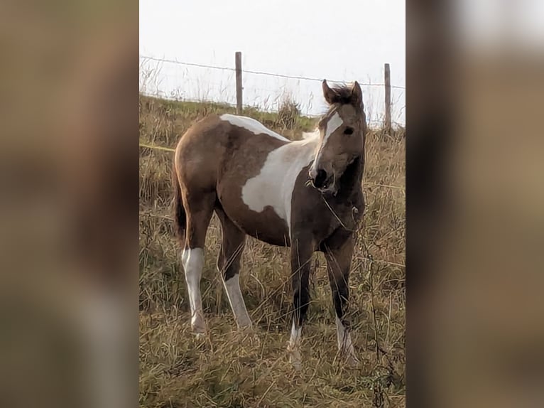 Pintos Stute 1 Jahr 155 cm Tobiano-alle-Farben in Bernbeuren