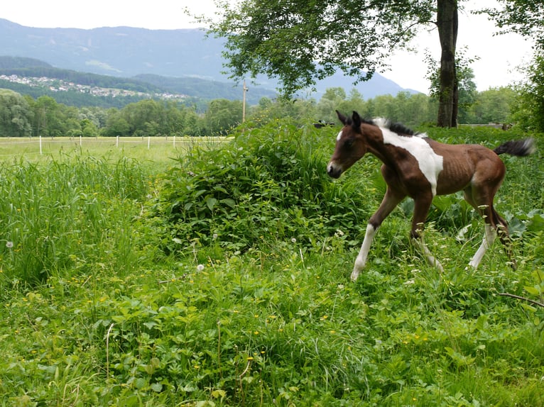 Pintos Stute 1 Jahr 165 cm Tobiano-alle-Farben in Paternion