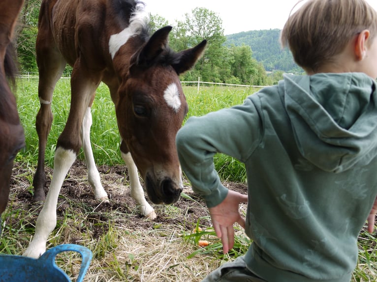 Pintos Stute 1 Jahr 165 cm Tobiano-alle-Farben in Paternion