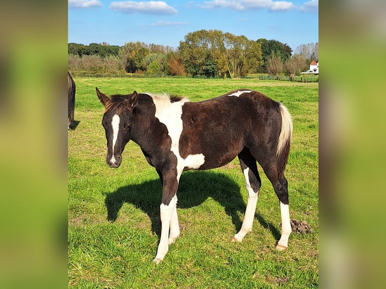 Pintos Stute 1 Jahr Tobiano-alle-Farben in Gavere