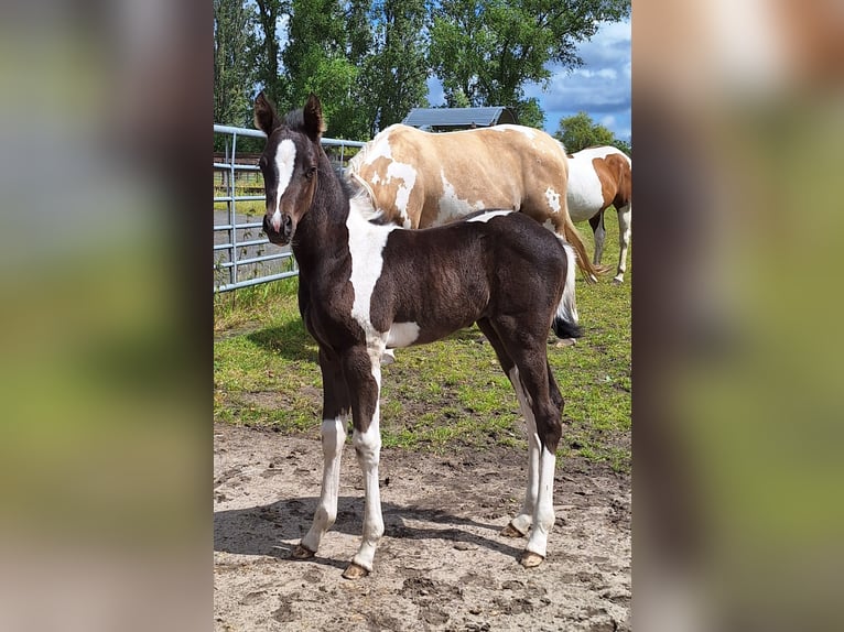 Pintos Stute 1 Jahr Tobiano-alle-Farben in Gavere