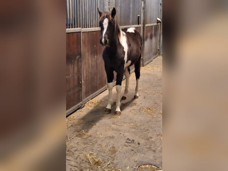 Pintos Stute 1 Jahr Tobiano-alle-Farben in Gavere