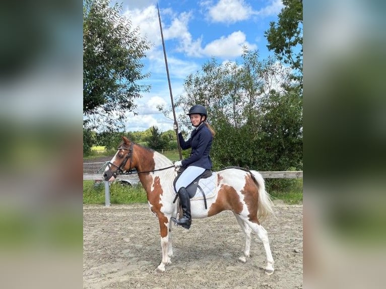 Pintos Stute 20 Jahre 128 cm Schecke in Süderlügum
