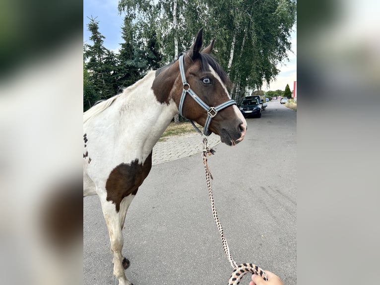 Pintos Stute 20 Jahre 148 cm Schecke in Muldestausee