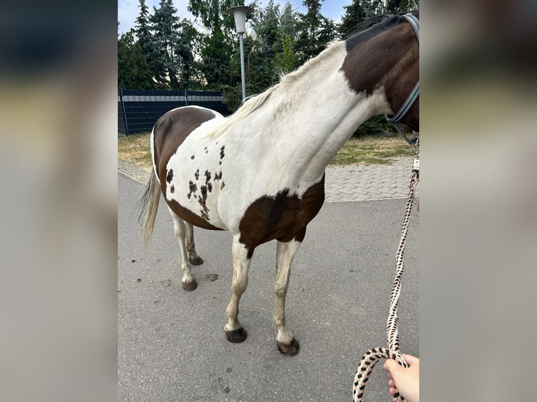 Pintos Stute 20 Jahre 148 cm Schecke in Muldestausee