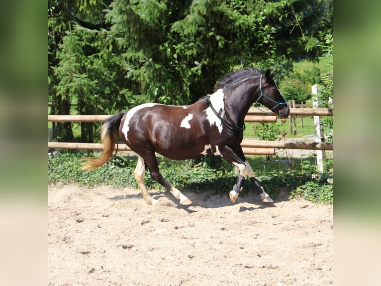 Pintos Mix Stute 21 Jahre 135 cm Schecke in Winterthur