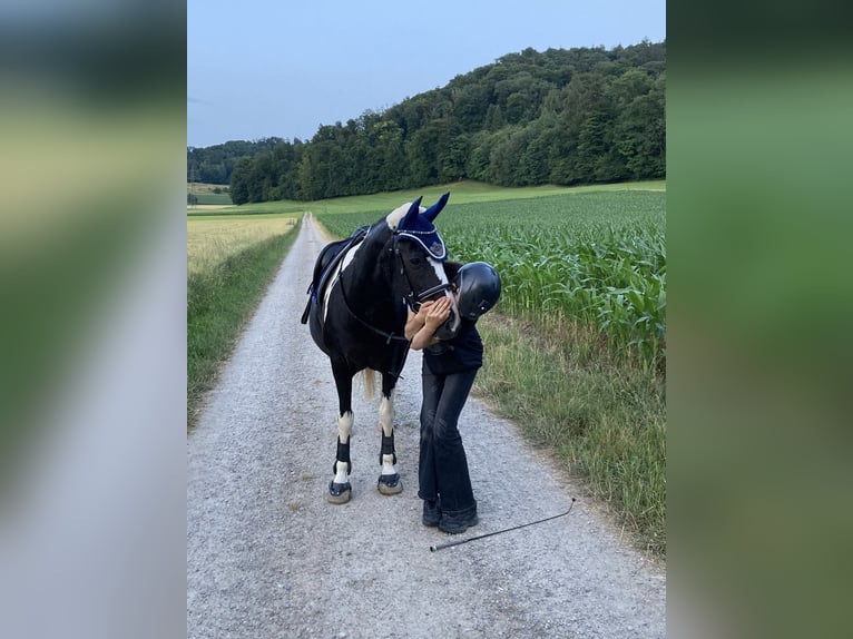 Pintos Mix Stute 21 Jahre 135 cm Schecke in Winterthur