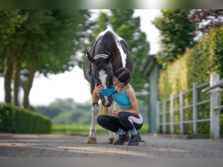Pintos Mix Stute 21 Jahre 135 cm Schecke in Winterthur