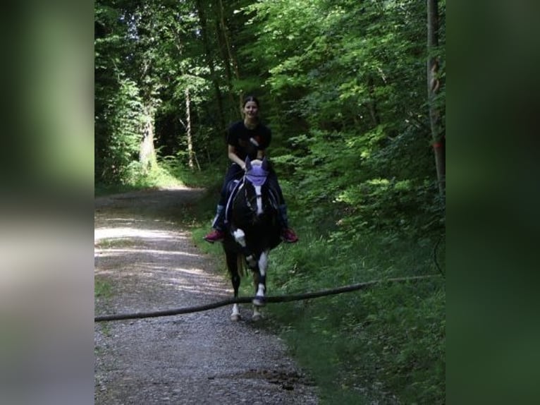 Pintos Mix Stute 21 Jahre 135 cm Schecke in Winterthur