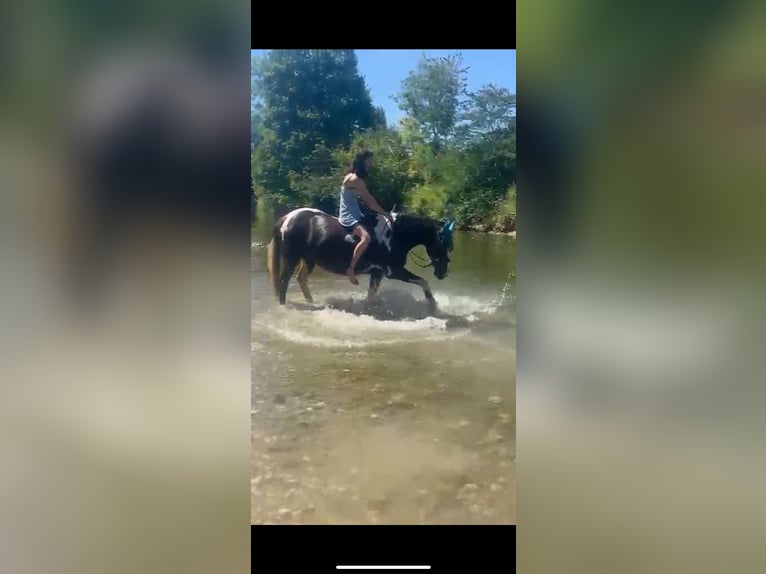 Pintos Mix Stute 21 Jahre 135 cm Schecke in Winterthur