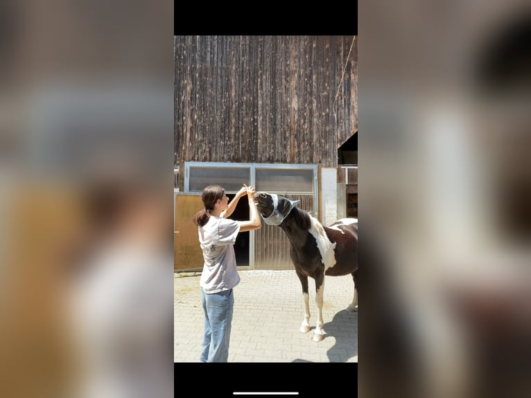 Pintos Mix Stute 21 Jahre 135 cm Schecke in Winterthur