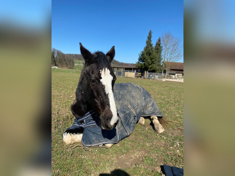 Pintos Mix Stute 21 Jahre 135 cm Schecke in Winterthur