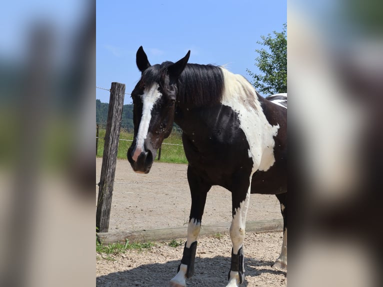 Pintos Mix Stute 21 Jahre 135 cm Schecke in Winterthur