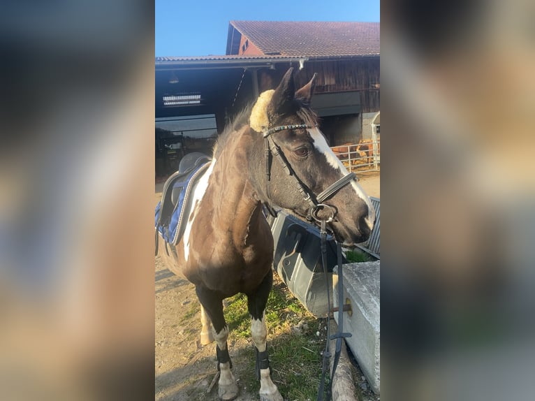 Pintos Stute 22 Jahre 135 cm Schecke in Altikon