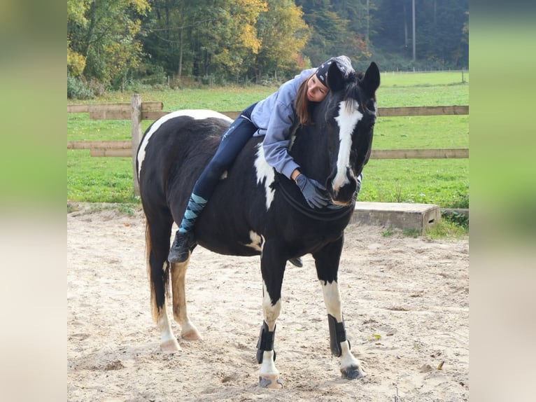 Pintos Stute 22 Jahre 135 cm Schecke in Altikon