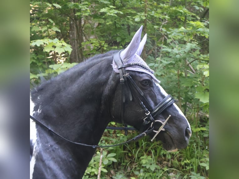 Pintos Mix Stute 22 Jahre 135 cm Schecke in Winterthur