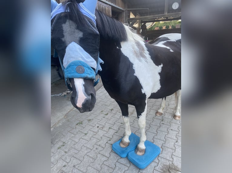 Pintos Mix Stute 22 Jahre 135 cm Schecke in Winterthur