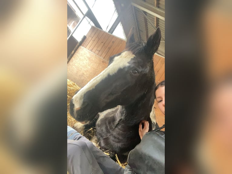 Pintos Mix Stute 22 Jahre 135 cm Schecke in Winterthur