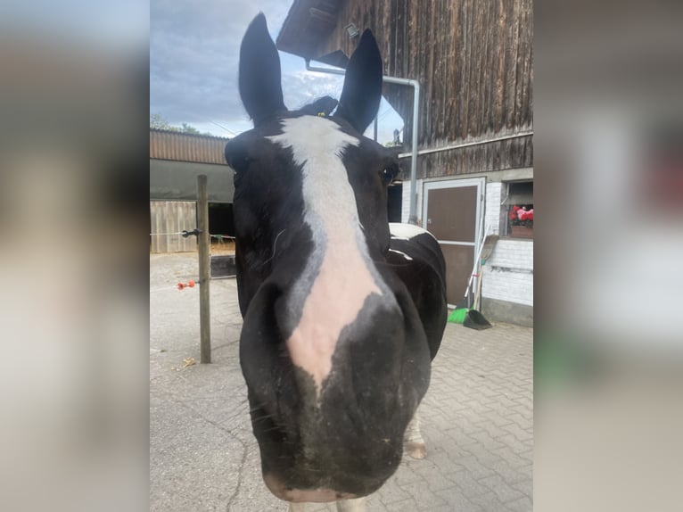 Pintos Mix Stute 22 Jahre 135 cm Schecke in Winterthur