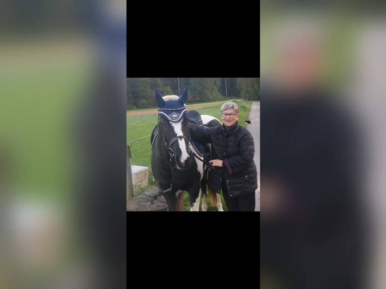 Pintos Mix Stute 22 Jahre 135 cm Schecke in Winterthur