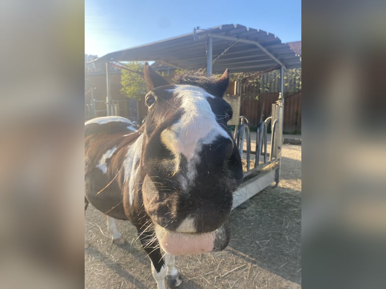 Pintos Mix Stute 22 Jahre 135 cm Schecke in Winterthur