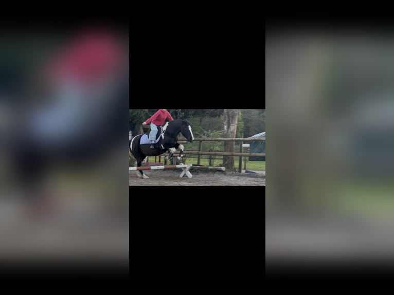 Pintos Mix Stute 22 Jahre 135 cm Schecke in Winterthur