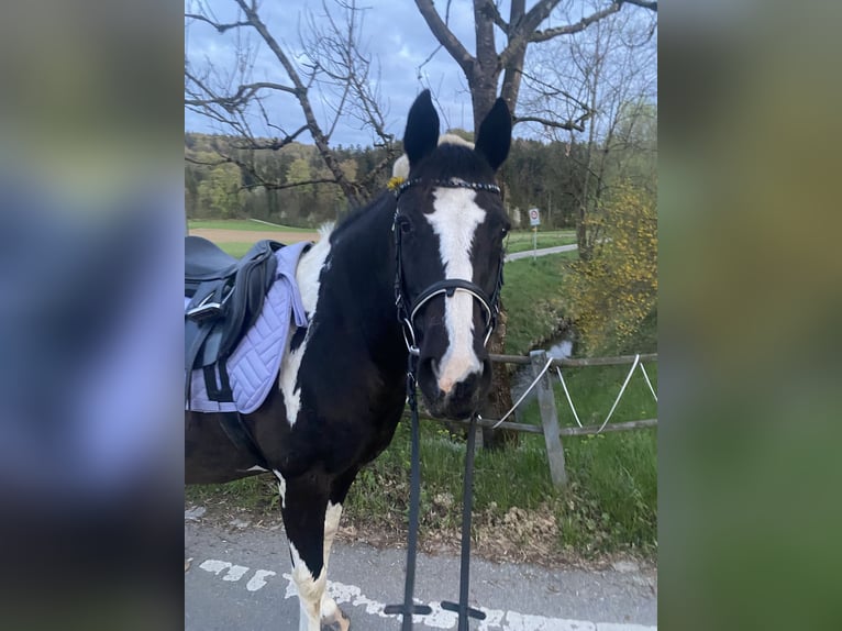 Pintos Mix Stute 22 Jahre 135 cm Schecke in Winterthur