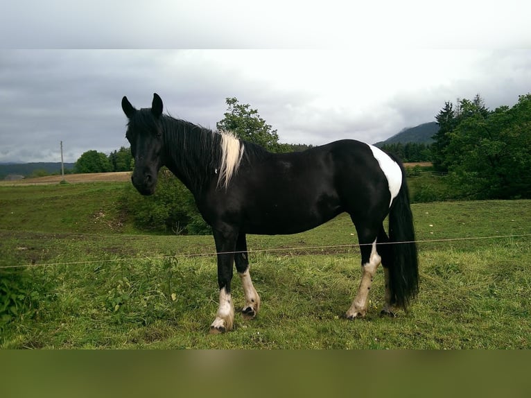 Pintos Mix Stute 24 Jahre 145 cm Schecke in Feistritz ob Bleiburg