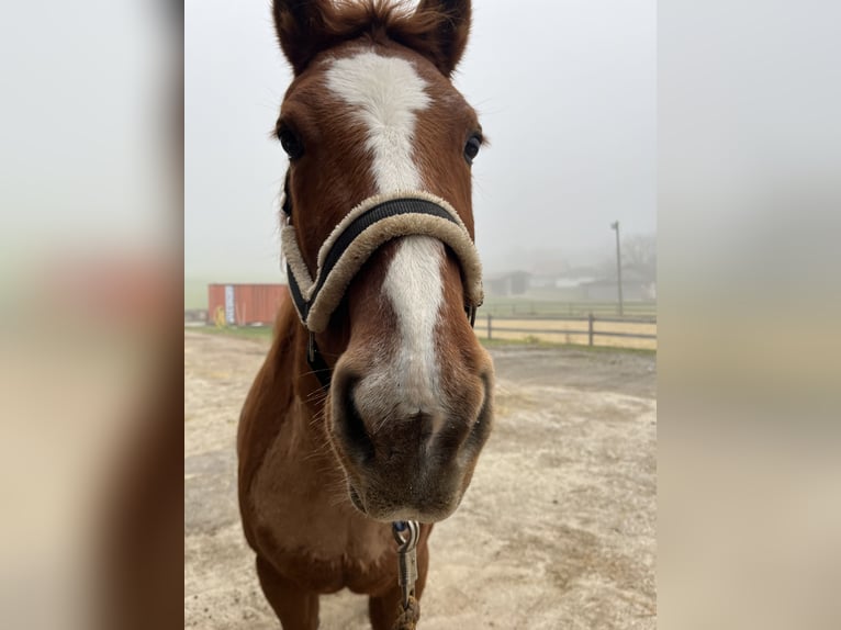 Pintos Stute 28 Jahre 158 cm Fuchs in Sulzbach