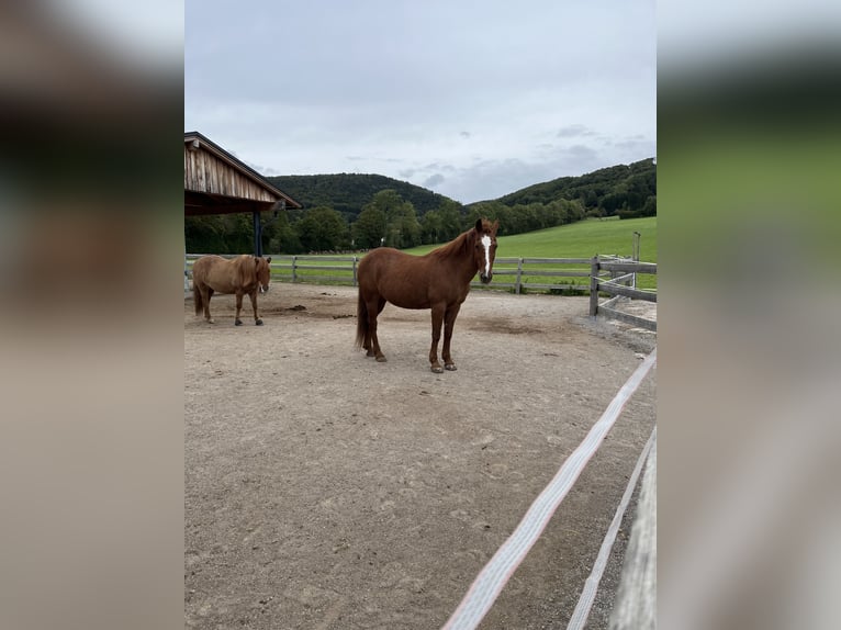 Pintos Stute 28 Jahre 158 cm Fuchs in Sulzbach