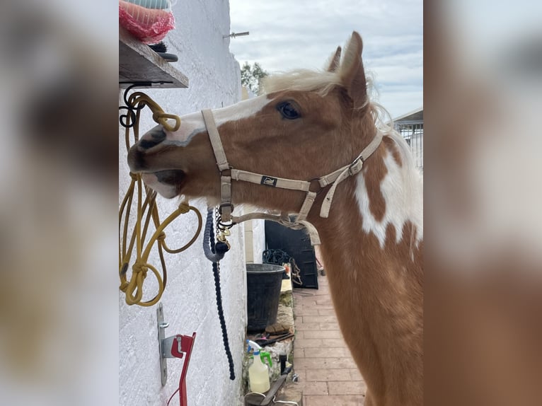 Pintos Mix Stute 2 Jahre 140 cm Tobiano-alle-Farben in Brindisi