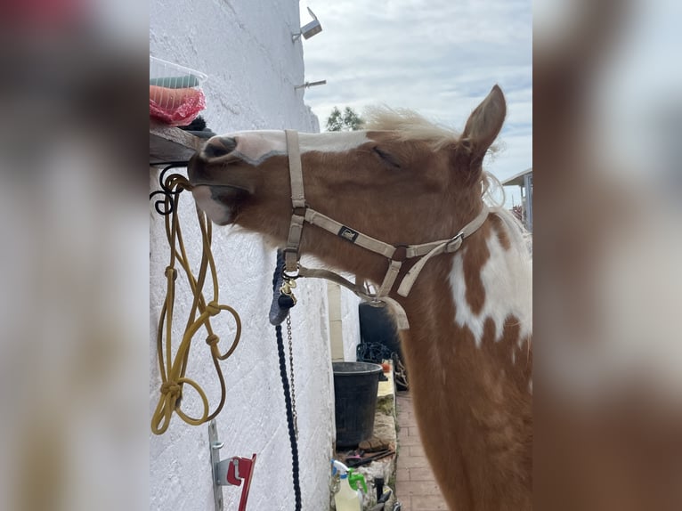 Pintos Mix Stute 2 Jahre 140 cm Tobiano-alle-Farben in Brindisi
