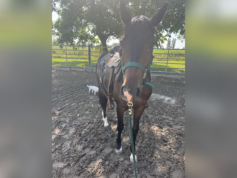 Pintos Stute 2 Jahre 147 cm Rappe in Kappelen