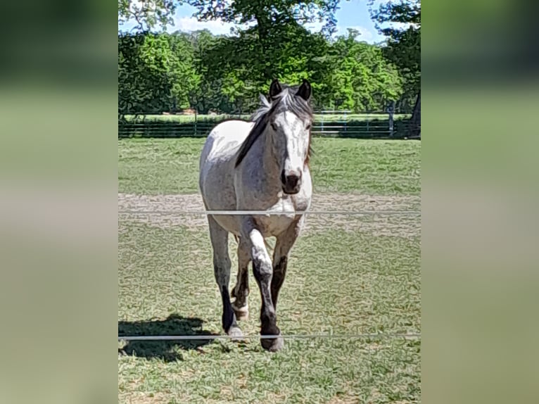 Pintos Stute 2 Jahre 148 cm Schecke in Neustadt am R&#xFC;benberge